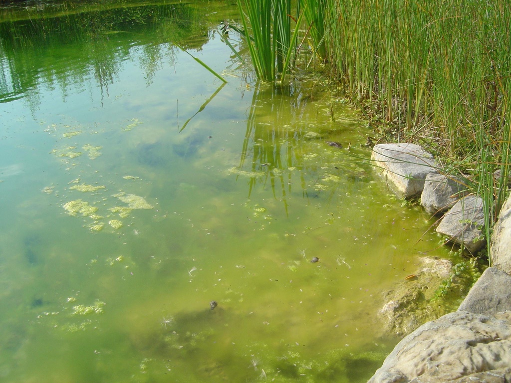 Produit anti phosphate pour piscine naturelle, écologique ou biologique   Anti phosphate et anti algue - solution contre la prolifération des algues